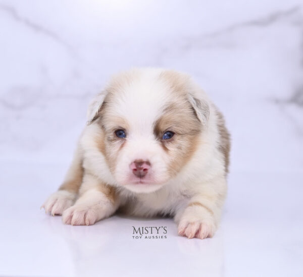 Mini / Toy Australian Shepherd Red Merle Puppy Blooma
