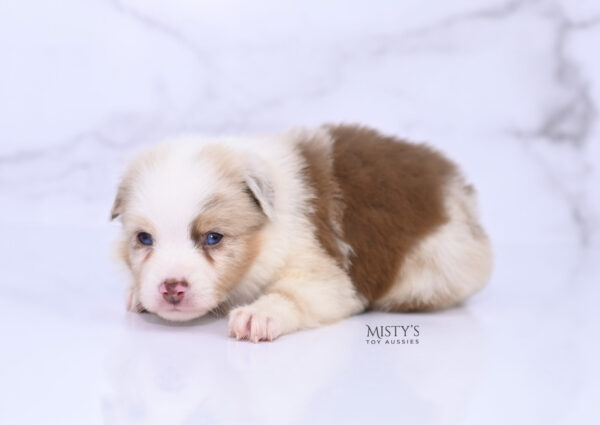 Mini / Toy Australian Shepherd Red Merle Puppy Blooma