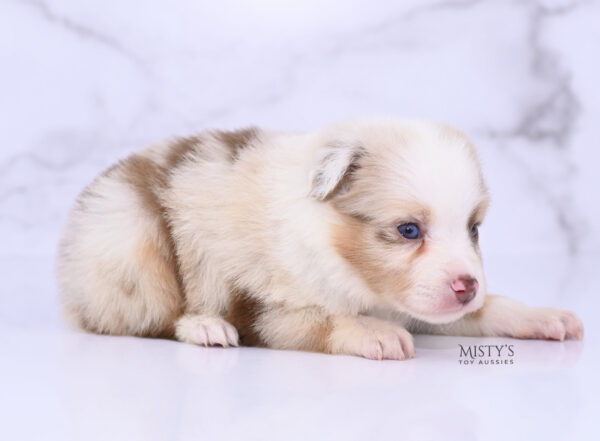 Mini / Toy Australian Shepherd Red Merle Puppy Blooma