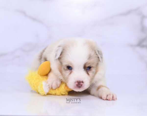 Mini / Toy Australian Shepherd Red Merle Puppy Blooma