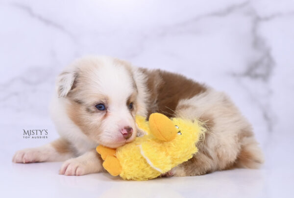 Mini / Toy Australian Shepherd Red Merle Puppy Blooma