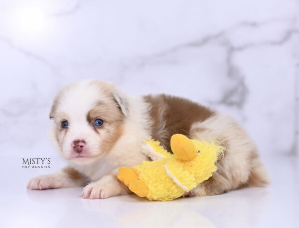Mini / Toy Australian Shepherd Red Merle Puppy Blooma