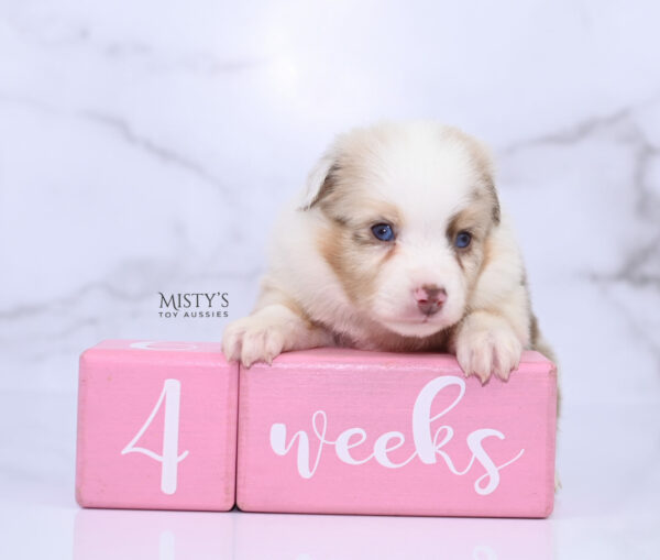 Mini / Toy Australian Shepherd Red Merle Puppy Blooma