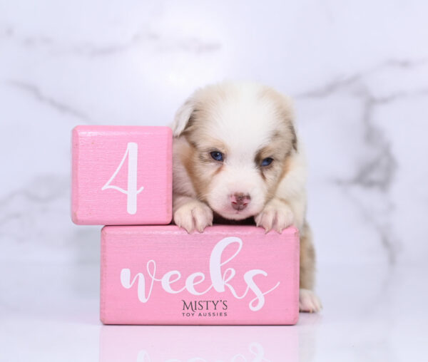 Mini / Toy Australian Shepherd Red Merle Puppy Blooma