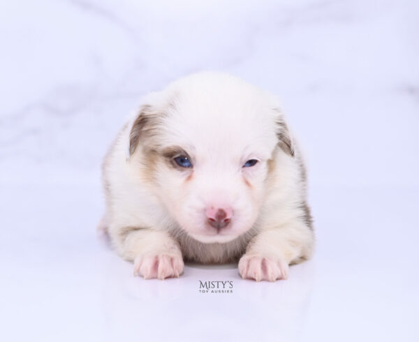 Mini / Toy Australian Shepherd Red Merle Puppy Boogie