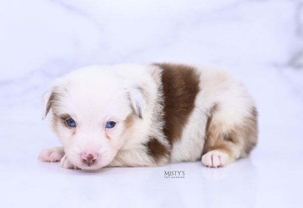 Mini / Toy Australian Shepherd Red Merle Puppy Boogie
