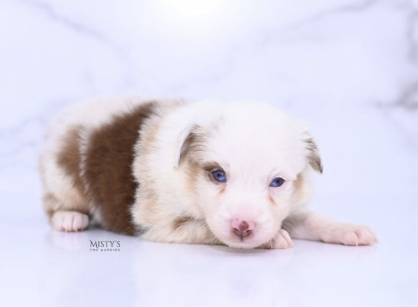 Mini / Toy Australian Shepherd Red Merle Puppy Boogie
