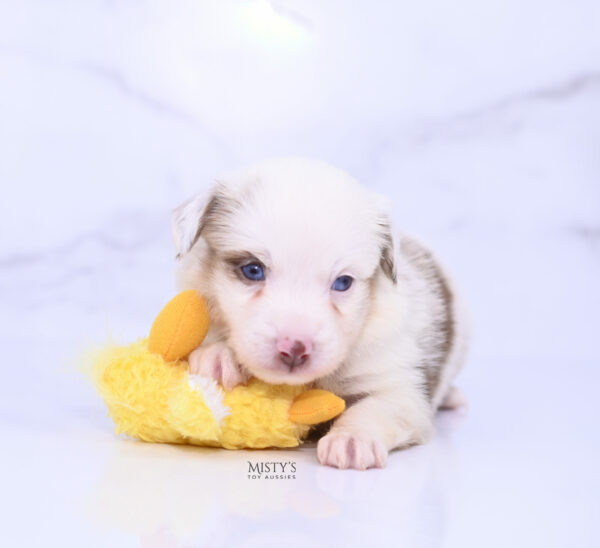 Mini / Toy Australian Shepherd Red Merle Puppy Boogie
