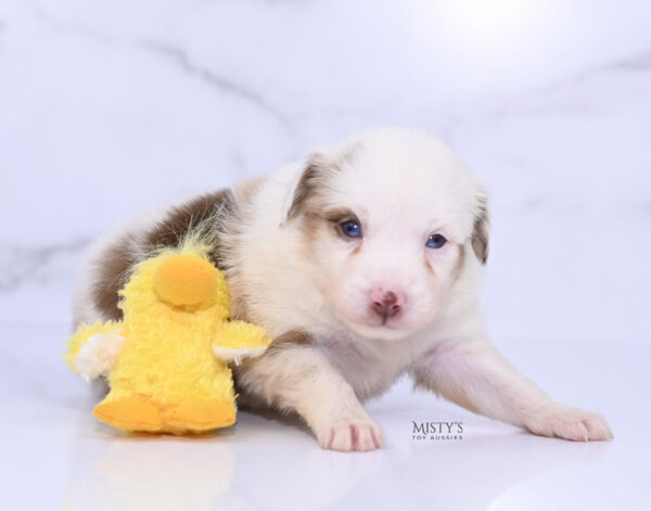 Mini / Toy Australian Shepherd Red Merle Puppy Boogie