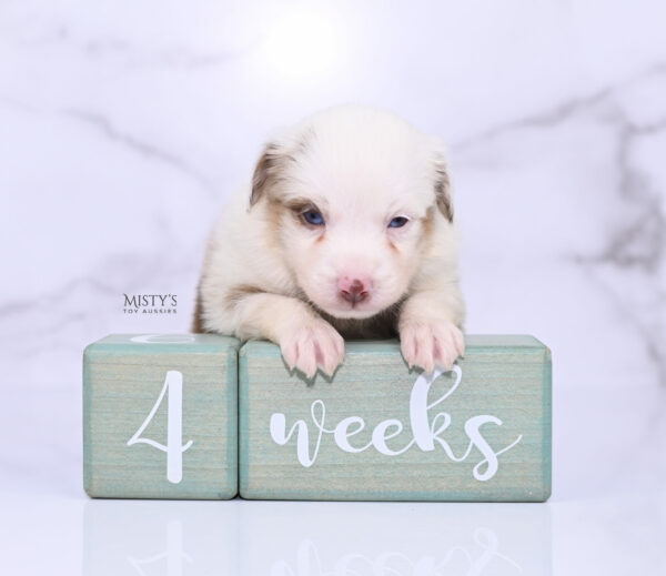 Mini / Toy Australian Shepherd Red Merle Puppy Boogie