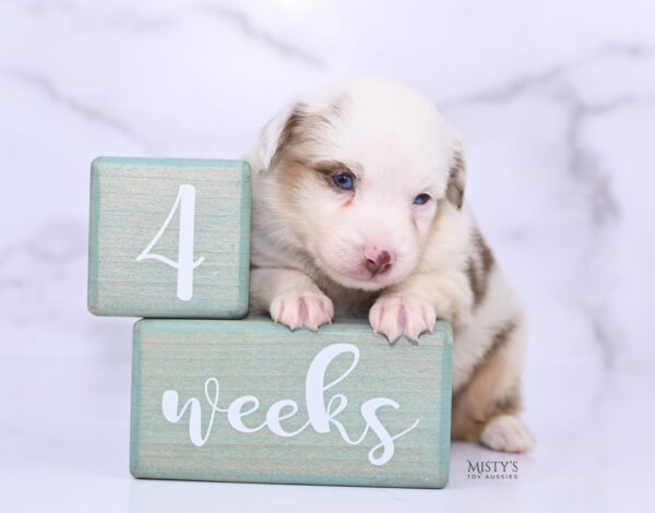 Mini / Toy Australian Shepherd Red Merle Puppy Boogie