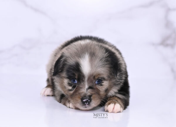 Mini / Toy Australian Shepherd Blue Merle Puppy Haisie