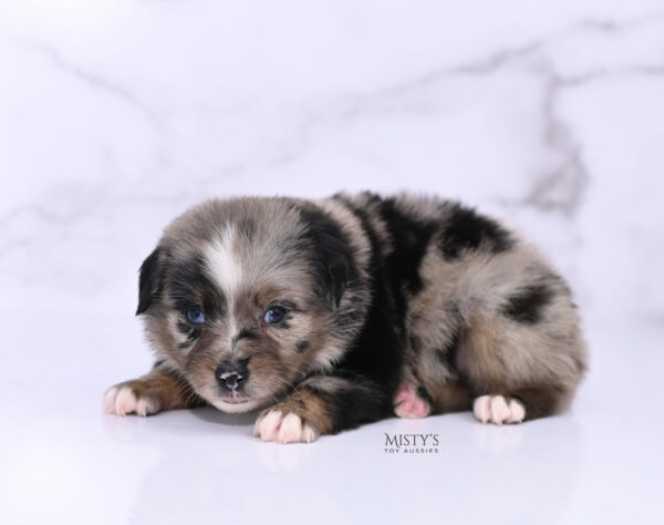 Mini / Toy Australian Shepherd Blue Merle Puppy Haisie