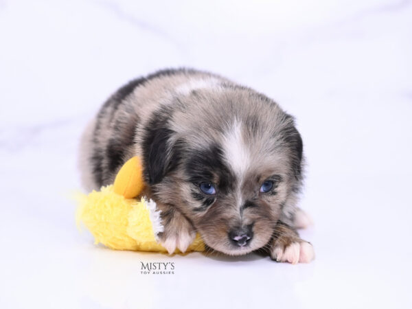 Mini / Toy Australian Shepherd Blue Merle Puppy Haisie