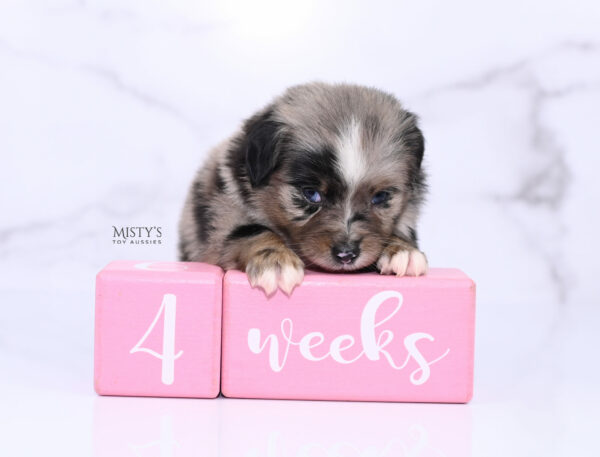 Mini / Toy Australian Shepherd Blue Merle Puppy Haisie