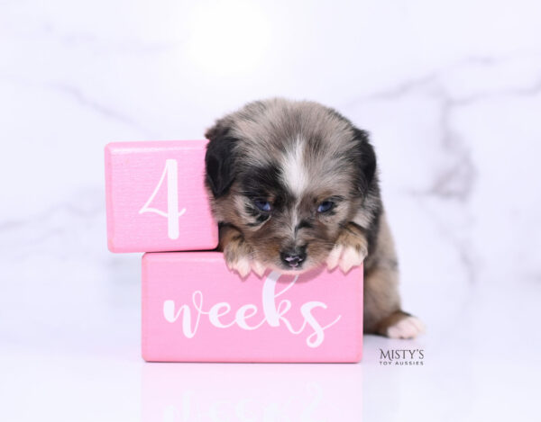 Mini / Toy Australian Shepherd Blue Merle Puppy Haisie