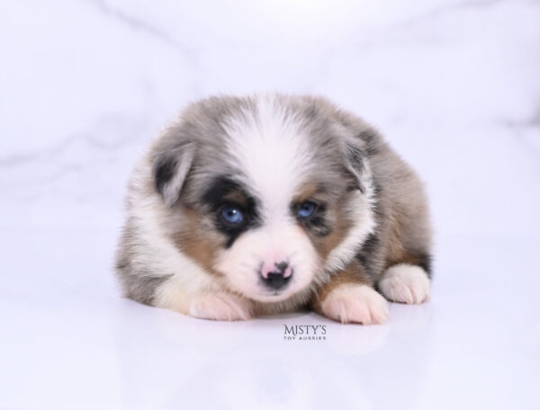 Mini / Toy Australian Shepherd Blue Merle Puppy Tiago