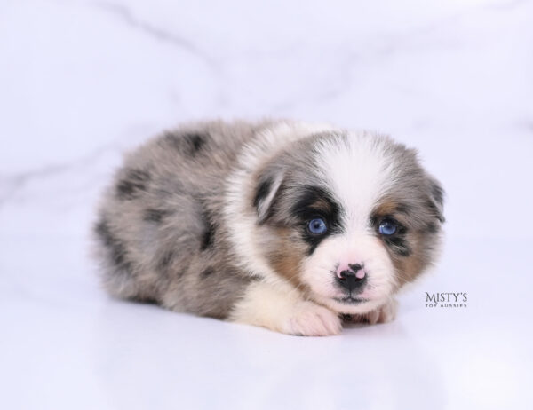 Mini / Toy Australian Shepherd Blue Merle Puppy Tiago