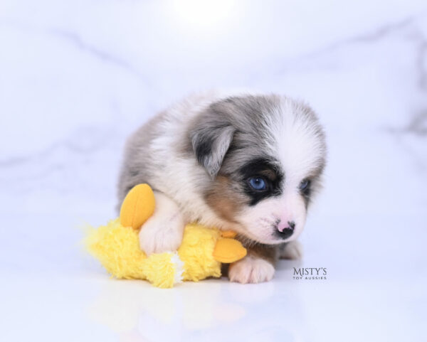 Mini / Toy Australian Shepherd Blue Merle Puppy Tiago