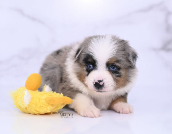 Mini / Toy Australian Shepherd Blue Merle Puppy Tiago