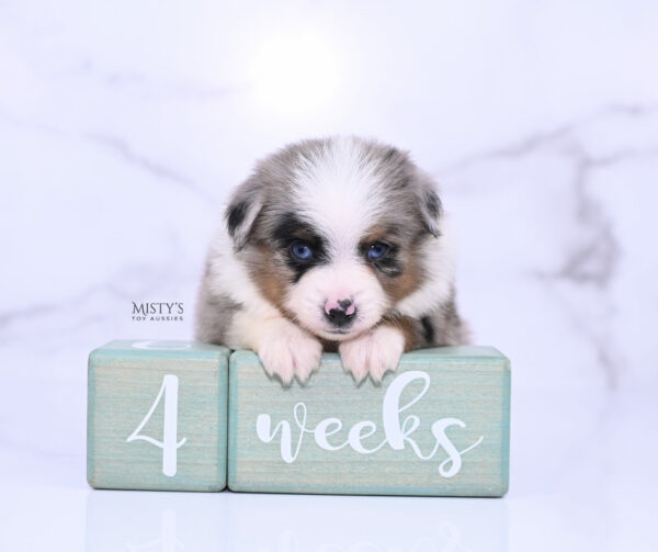 Mini / Toy Australian Shepherd Blue Merle Puppy Tiago
