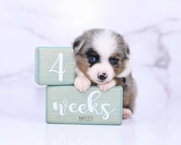 Mini / Toy Australian Shepherd Blue Merle Puppy Tiago