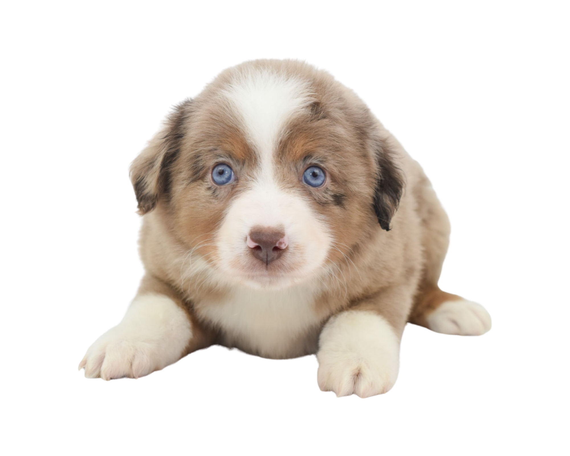 Raising a Mini Aussie: BEST Toys for mini and toy aussie puppies!