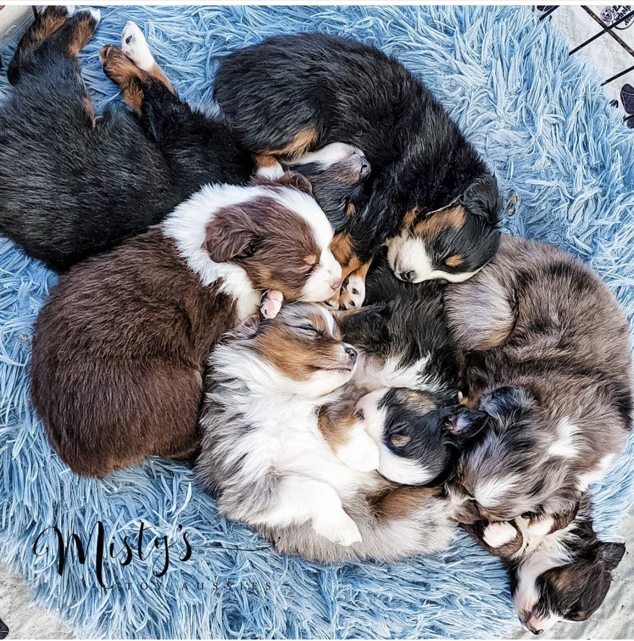 Puppy Nursery Misty S Toy Aussies