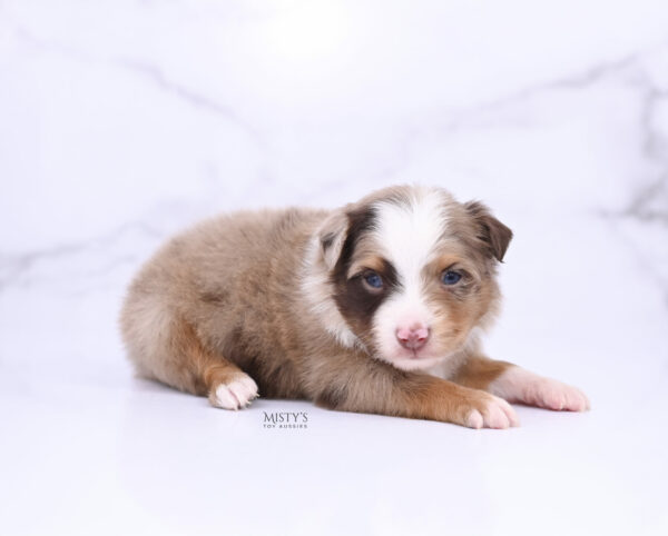 Mini / Toy Australian Shepherd Puppy Atomic