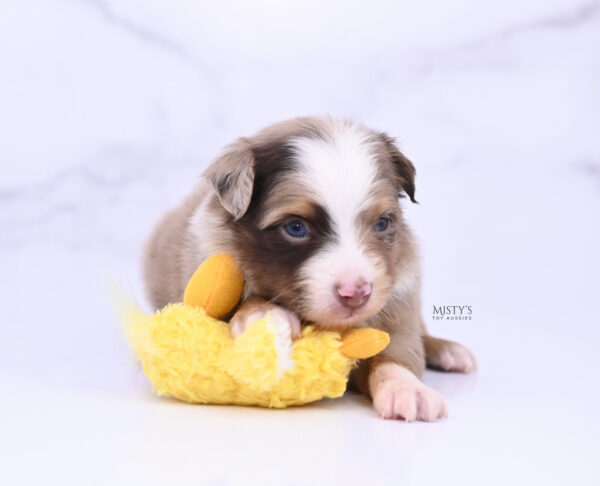 Mini / Toy Australian Shepherd Puppy Atomic