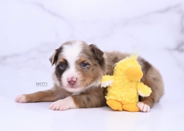 Mini / Toy Australian Shepherd Puppy Atomic