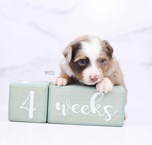 Mini / Toy Australian Shepherd Puppy Diggy