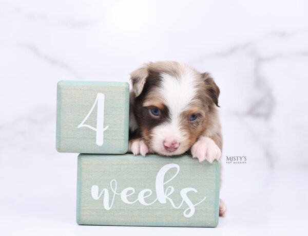 Mini / Toy Australian Shepherd Puppy Diggy