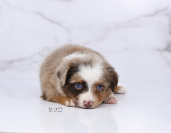 Mini / Toy Australian Shepherd Red Merle Puppy Atomic