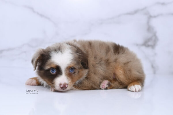 Mini / Toy Australian Shepherd Red Merle Puppy Atomic