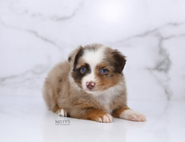 Mini / Toy Australian Shepherd Red Merle Puppy Atomic