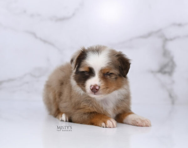 Mini / Toy Australian Shepherd Red Merle Puppy Atomic