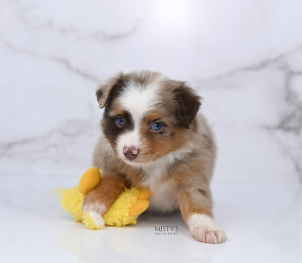 Mini / Toy Australian Shepherd Red Merle Puppy Atomic