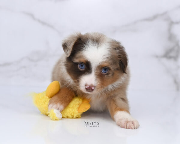 Mini / Toy Australian Shepherd Red Merle Puppy Atomic