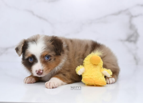 Mini / Toy Australian Shepherd Red Merle Puppy Atomic