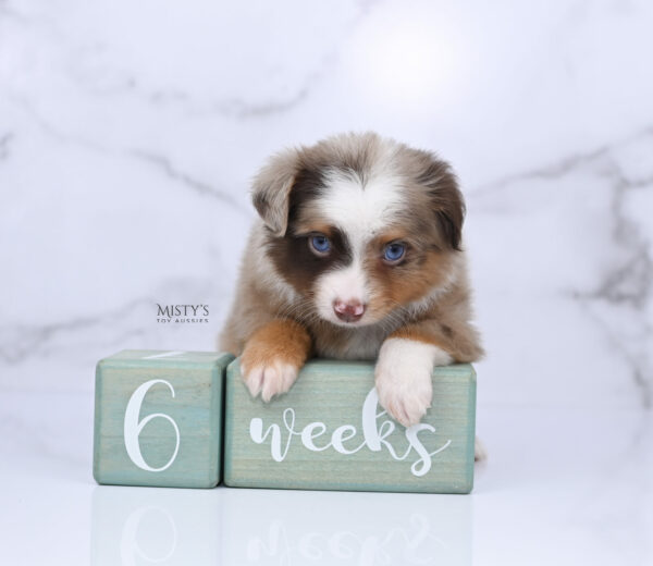 Mini / Toy Australian Shepherd Red Merle Puppy Atomic