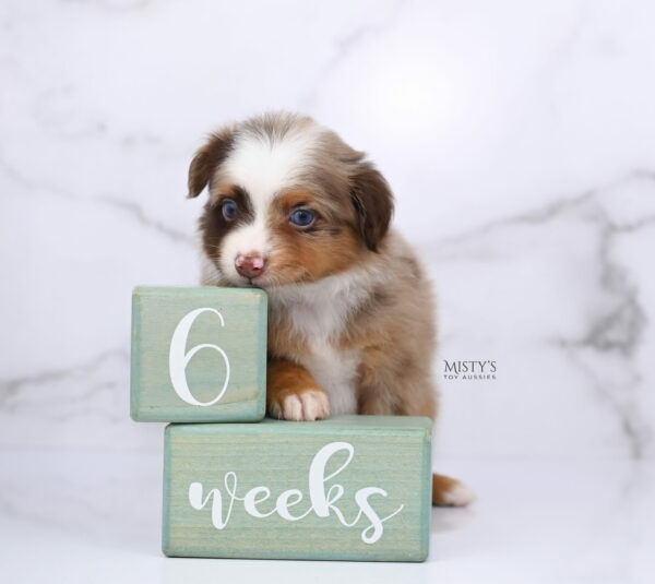 Mini / Toy Australian Shepherd Red Merle Puppy Atomic