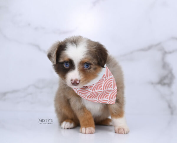 Mini / Toy Australian Shepherd Red Merle Puppy Atomic