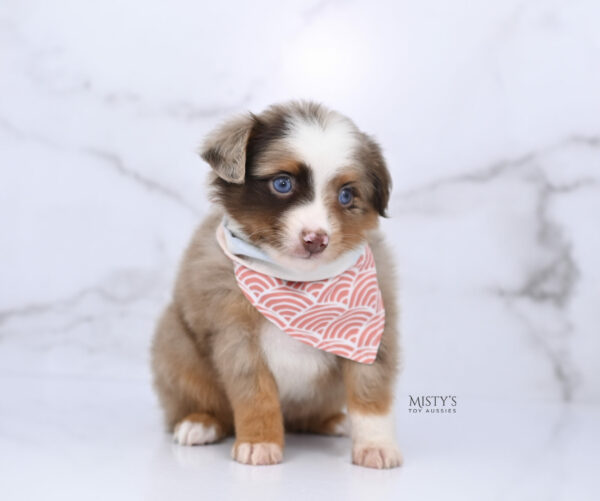 Mini / Toy Australian Shepherd Red Merle Puppy Atomic