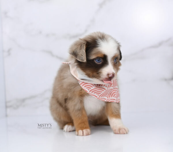 Mini / Toy Australian Shepherd Red Merle Puppy Atomic