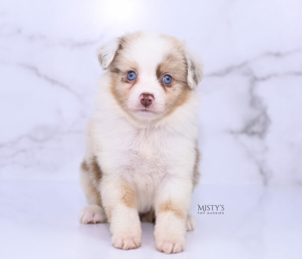 Mini / Toy Australian Shepherd Puppy Blooma