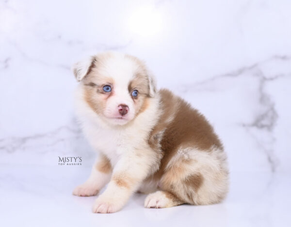 Mini / Toy Australian Shepherd Puppy Blooma