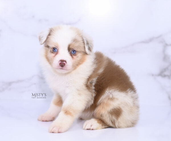 Mini / Toy Australian Shepherd Puppy Blooma