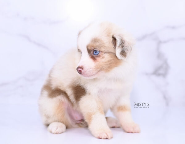 Mini / Toy Australian Shepherd Puppy Blooma