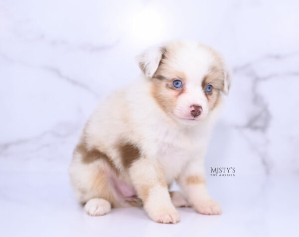 Mini / Toy Australian Shepherd Puppy Blooma